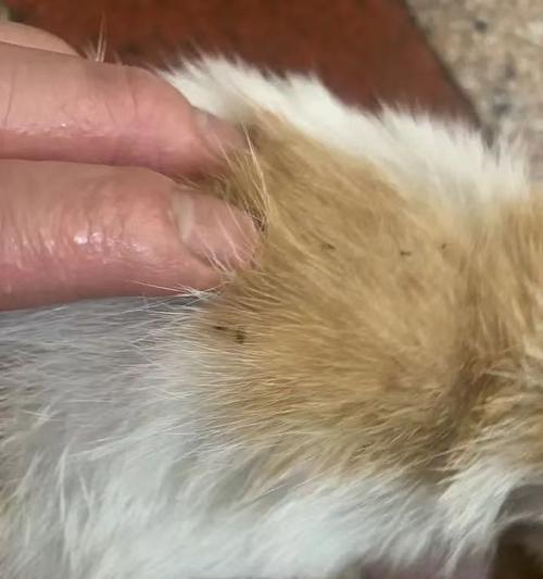 猫虱子的存活期限（猫虱子的生命周期与环境适应能力）