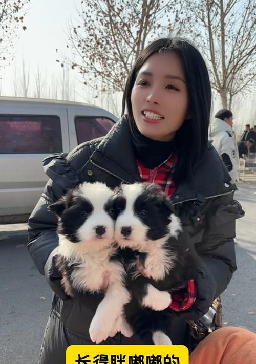 正确照顾边牧犬的方法（喂养边牧需要注意的事项）