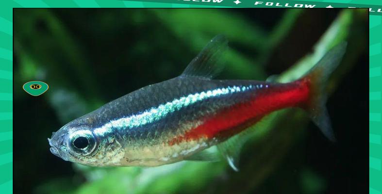 红绿灯鱼的养殖指南（打造美丽水族箱，掌握红绿灯鱼的养殖技巧）