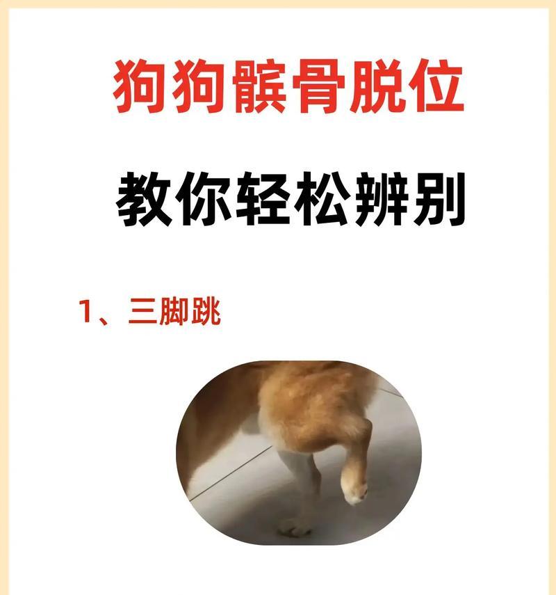 以泰迪髌骨移位多久能好（探究泰迪髌骨移位康复时间，了解关键因素与治疗方法）