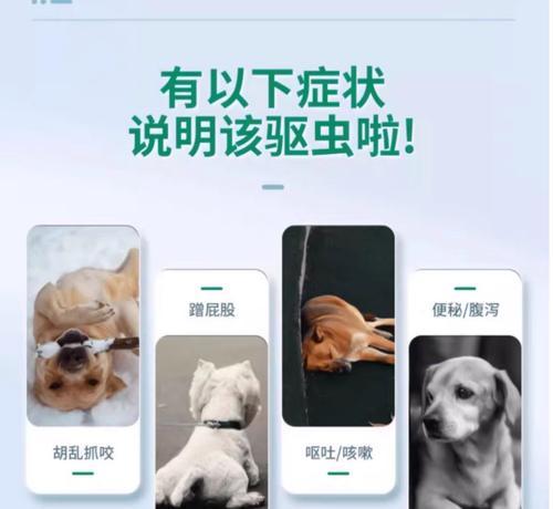小狗驱虫药的使用时间和方法（科学喂养你的小狗，健康守护从驱虫开始）