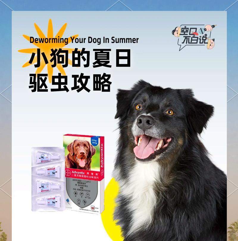 狗用驱虫药的见效时间及（了解狗用驱虫药的见效时间，保护宠物健康）