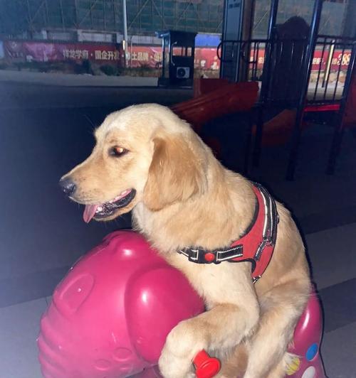 犬的主要攻击行为（犬类攻击行为的原因及如何预防伤害）