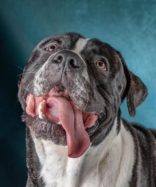 狗狗舔爪子的暗示问题及应对措施（了解狗狗舔爪子背后的意义，保护它们的健康）