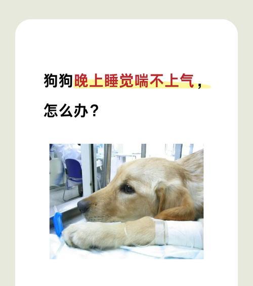 狗狗的睡眠时间有多久？（探寻狗狗夜晚的睡眠习惯与需求）