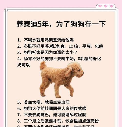 泰迪狗肥胖对寿命的影响及预防措施（泰迪狗肥胖问题引发的健康隐患与日常管理）