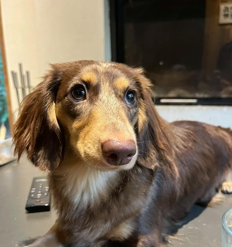 短鼻子狗的常见症状及护理建议（了解短鼻子狗的身体特征和健康问题，保护它们的呼吸和舒适度）