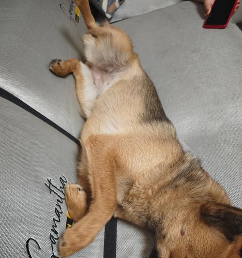 宠物狗狗一月内的睡眠需求（探讨狗狗睡眠时间与健康的关系）