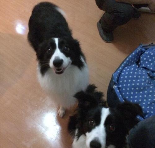 边境牧羊犬（友善温顺、易于训练，适合初次养犬者）