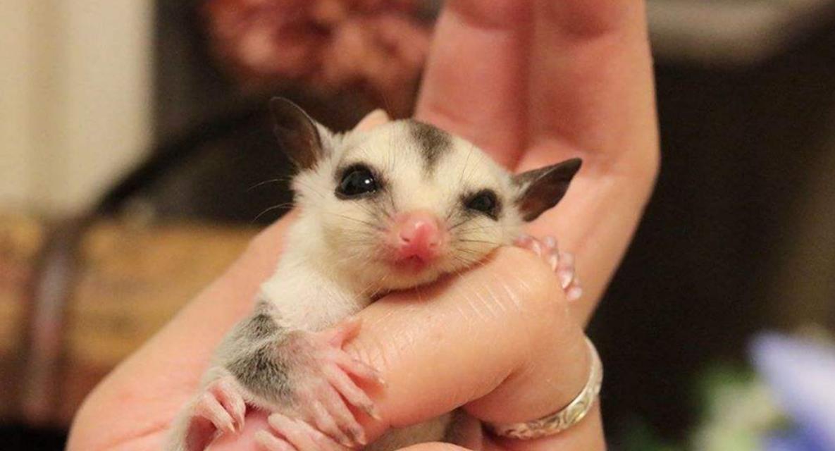 家养宠物大全——了解适合家庭的宠物选择（选择适合家庭的宠物，创造温馨的宠物生活）