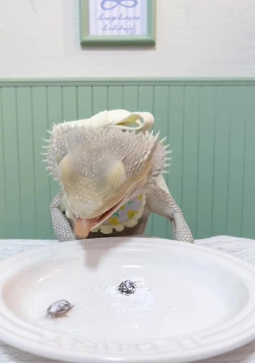 鬃狮蜥蜴的饮食习惯与周期（揭秘鬃狮蜥蜴的进食频率及其关键影响因素）