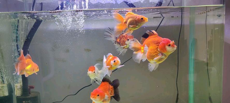 金鱼的饮食环境喜好与适应能力（探秘金鱼喜欢在何种环境下享用美食的原因与方式）