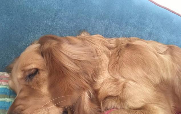 揭秘狗狗长不胖的原因（狗狗如何保持健康体重）