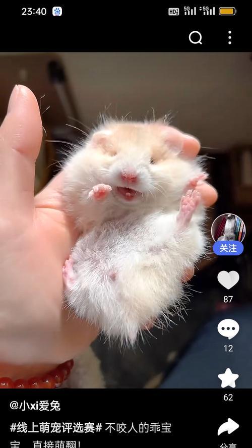 仓鼠的年龄如何辨识？（四个月的仓鼠是否已是成年？）