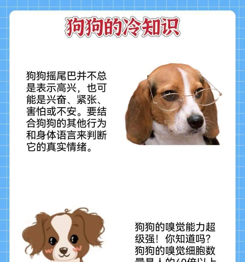 现代家庭养狗趋势（探讨养狗的选择与原因）