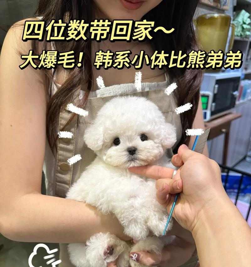 比熊爆毛周期及如何有效控制（了解比熊爆毛周期，让你的爱犬毛发亮丽如新）