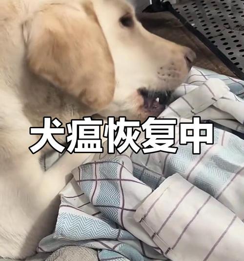 犬瘟狗能活多久的关键因素（探讨犬瘟狗存活时间的决定因素和延长生命的方法）