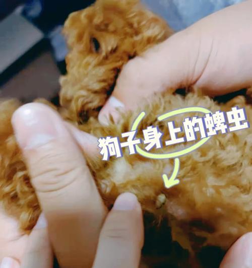 母狗生了奶狗，什么时候需要给奶狗进行驱虫？（驱虫时间的重要性及建议）