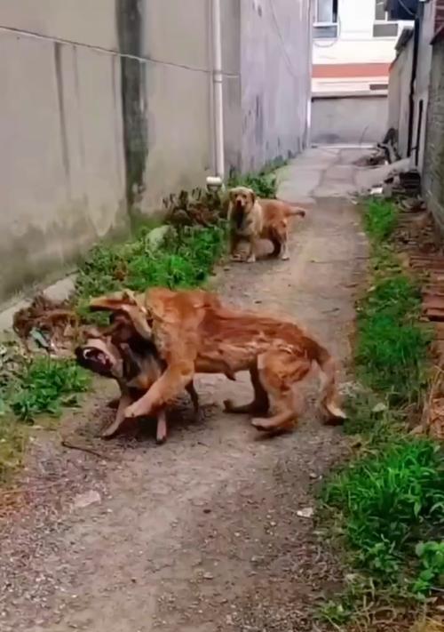 金毛犬的温柔天性与训练关系（天生温柔的金毛犬也可能变成恶犬？解密训练的关键）