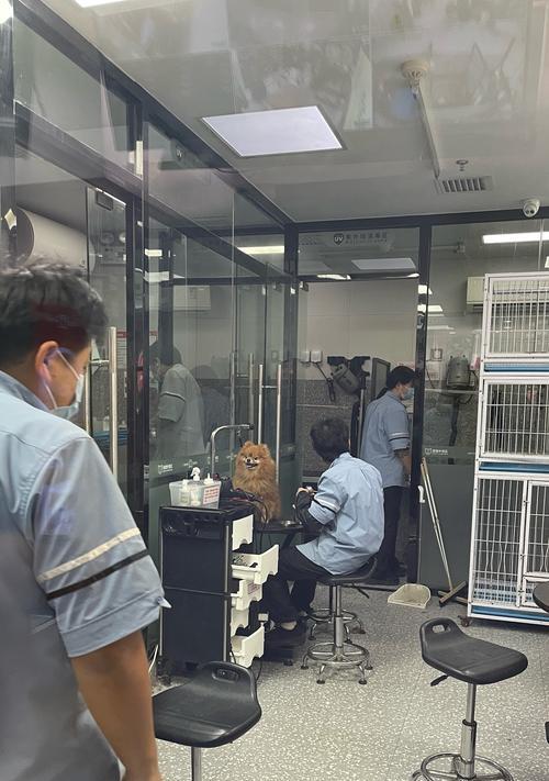 狗狗出生后何时可以洗澡？（了解适当的洗澡时机，保护宝贝的健康和舒适）