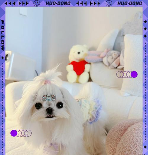 狗狗怀孕的终止方法及安全性分析（可行的狗狗妊娠终止方法及选择）