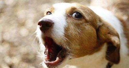 狗狗为什么会突然发出呜呜声？（探寻狗狗呜呜声背后的原因）