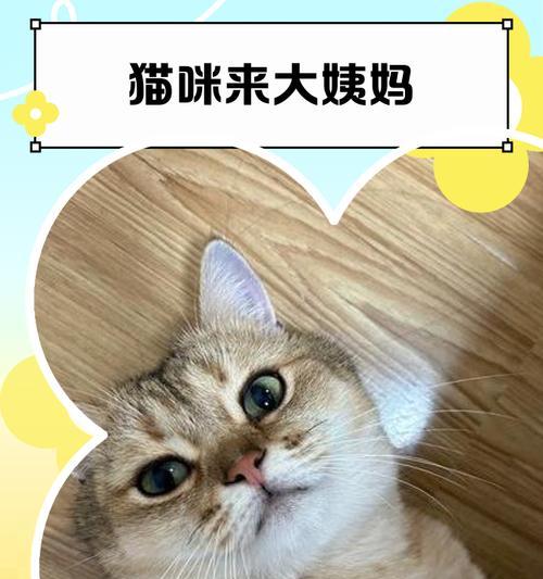 猫咪出血可能的原因及应对措施（了解为什么猫咪出血以及如何正确处理）