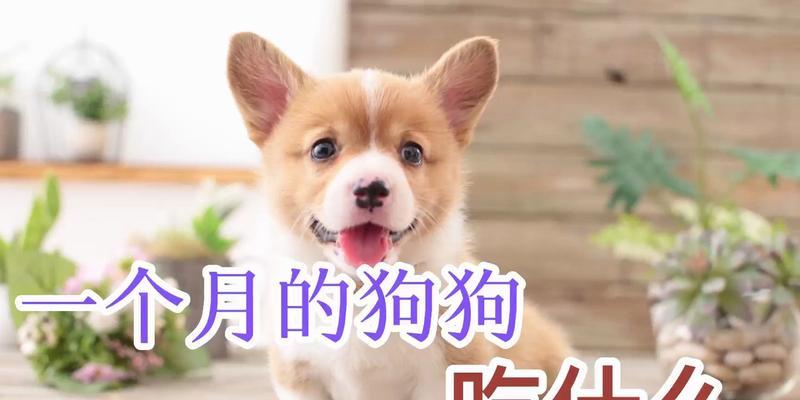 小狗的健康饮食（为您的小狗提供营养丰富的饮食）