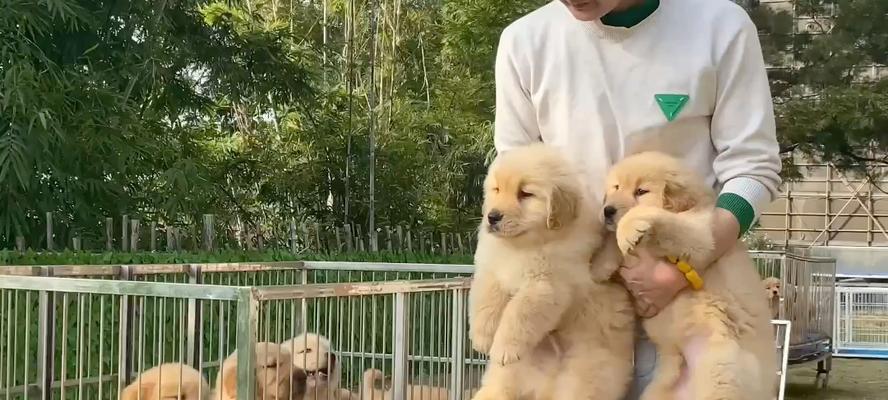 探寻广州的狗场文化（广州狗场的历史、特色和发展趋势）