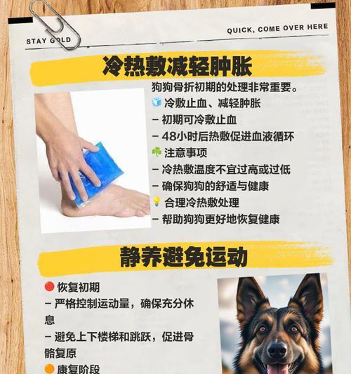 狗骨折恢复需要多长时间？（探讨狗骨折康复的时间和步骤）