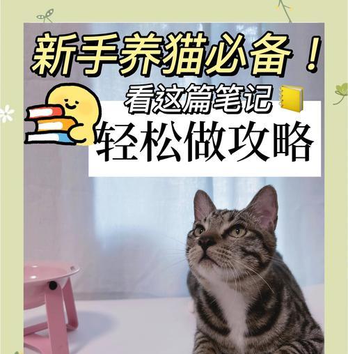 猫咪初到新家，六大注意事项！（打造舒适的新家，让猫咪快乐成长）