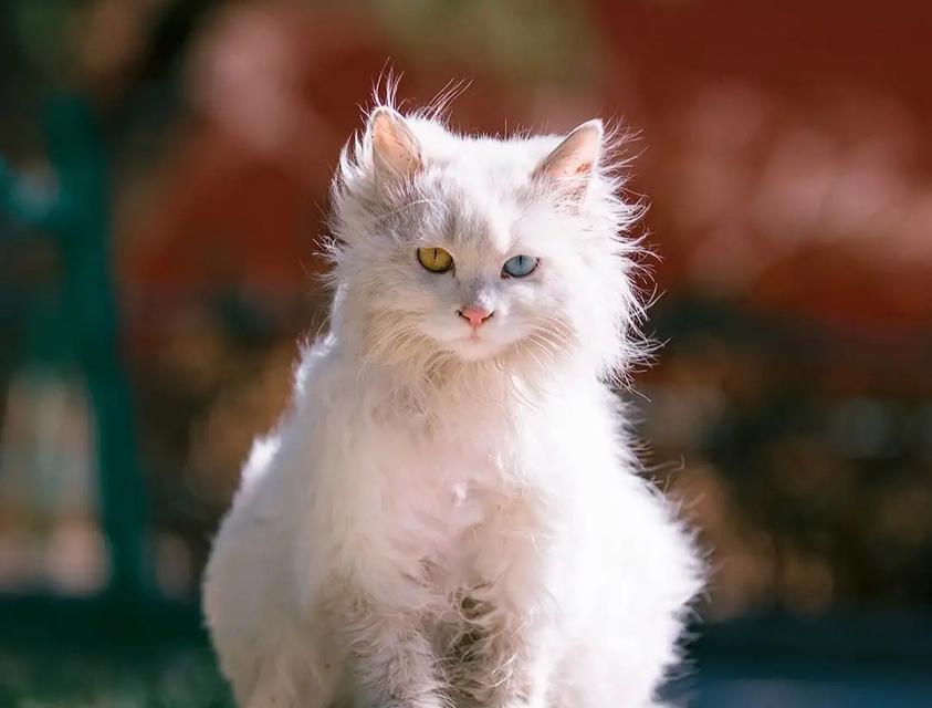 猫咪的五彩斑斓世界（探索猫咪世界中的多彩外貌之谜）