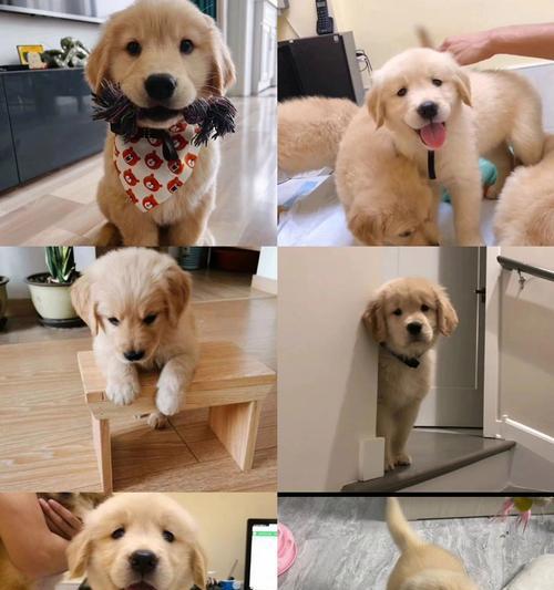 金毛犬断奶需要多久？（了解金毛犬断奶过程及时间长度的关键因素）