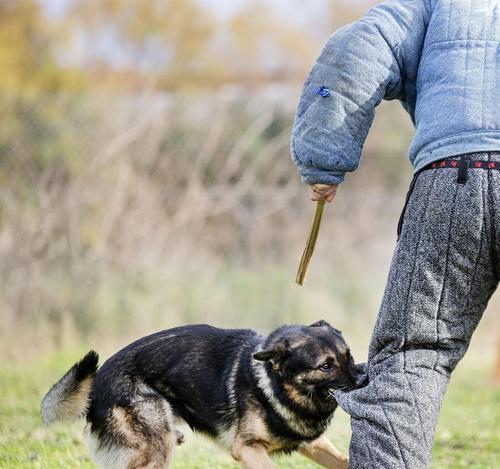 以德牧配狗第二次格多久？-探讨合适的配对时间（探索以德牧配狗的理想交配间隔及其对繁殖结果的影响）