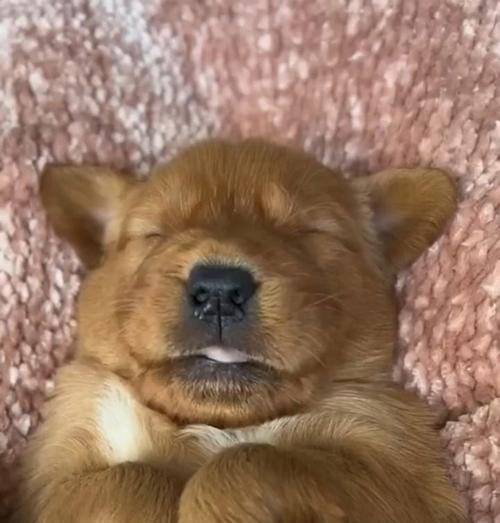 金毛犬的睡眠需求及习惯（探究金毛犬每天的睡眠时间和相关行为）