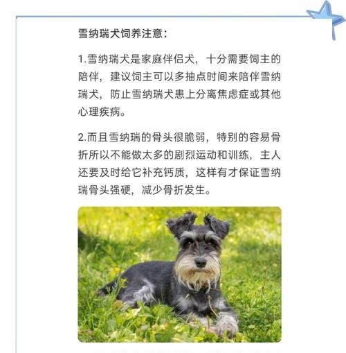 雪纳瑞的饲养（了解如何根据不同生长阶段的需求，科学喂养你的雪纳瑞）