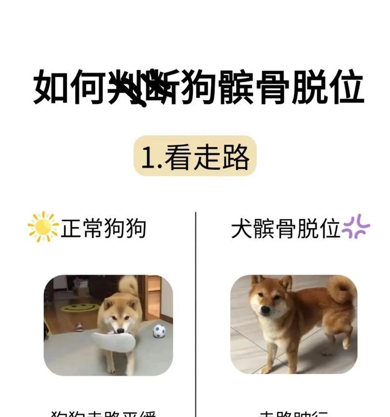 为什么新手养狗不建议养法斗？（解读法斗的性格特点和对新手养狗的挑战）