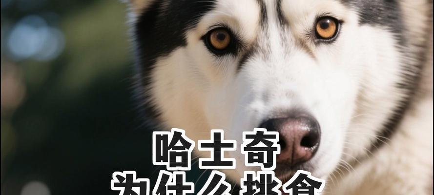 哈士奇的蔬菜饮食指南（了解哈士奇喜欢的蔬菜种类与好处）