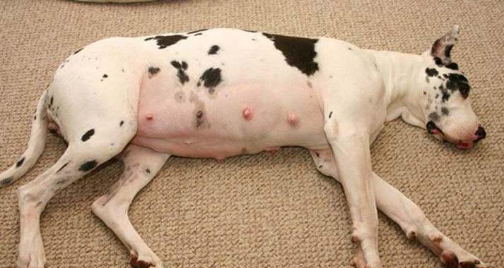 怀孕狗狗的照顾指南（关注营养、环境和健康）