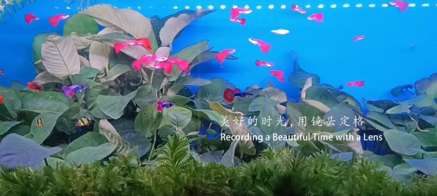 孔雀鱼与水草的共生之道（探索适合孔雀鱼生存的水草种类和养护方法）