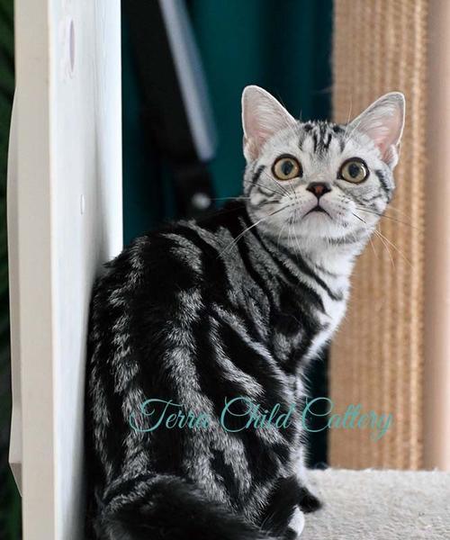 探秘美短花纹的美丽魅力（从花纹到品种，美短猫引领宠物时尚潮流）