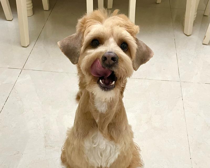 探索雪纳瑞胡子黄之谜（揭开雪纳瑞胡子黄的养护秘籍）