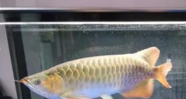 龙鱼吐胃袋的频率与健康（探索龙鱼吐胃袋的原因和最佳频率）