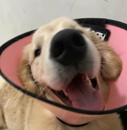 幼犬感冒的症状及治疗方法（了解幼犬感冒症状，及时保护宝贝健康）