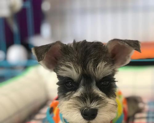 迷你雪纳瑞喝什么水更好？（家里的自来水是否适合迷你雪纳瑞喝？）