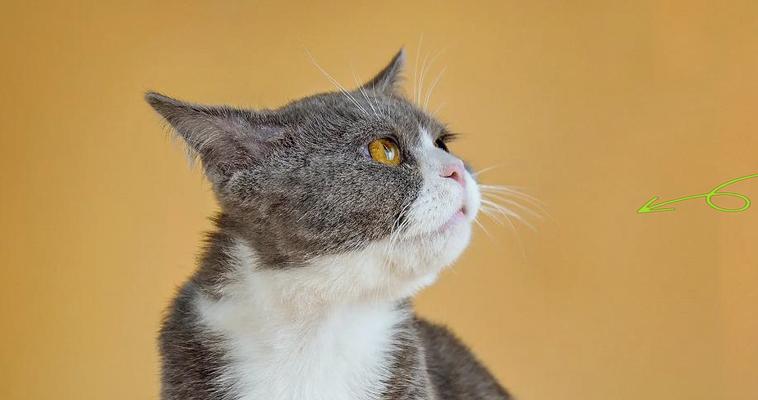 猫咪的外形特点和生活习性（揭秘猫咪的八个特点，你家猫咪是否拥有？）