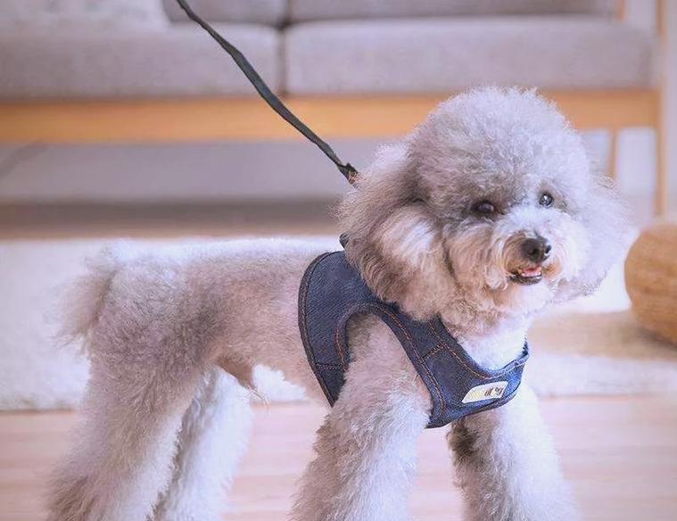 以泰迪断尾多久能长皮？（探索泰迪断尾愈合时间及注意事项）