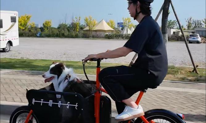 夏天狗出去玩的时长影响及注意事项（夏季狗狗外出游玩的最佳时长及需要注意的问题）