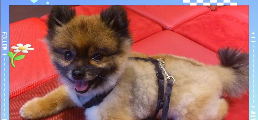 如何应对博美犬疯狂掉毛问题（换毛期的护理及美毛食物推荐）