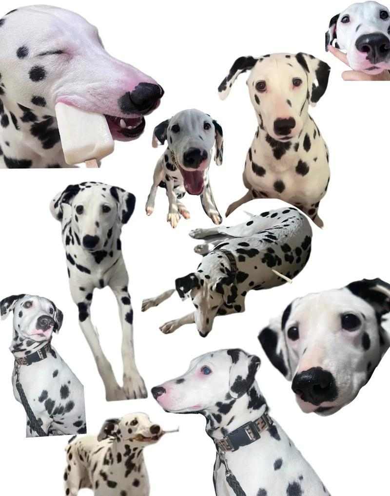 斑点狗的价格分析（从经济到高档，打造你心仪斑点狗的价格范围）